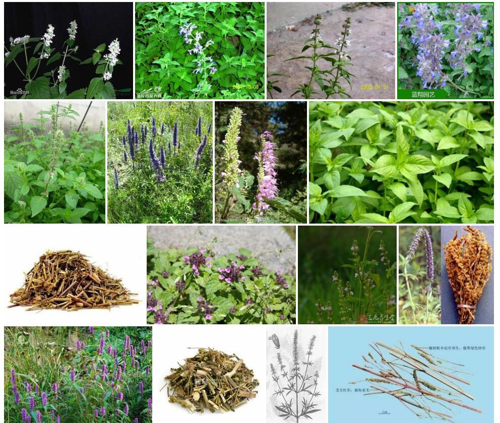 淡紫荆芥照片和图片/
