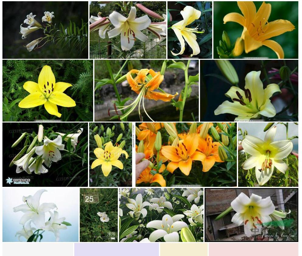 淡黄花百合照片和图片/