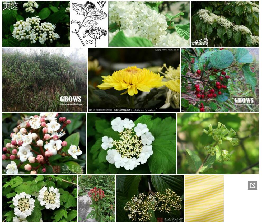 淡黄荚蒾照片和图片/