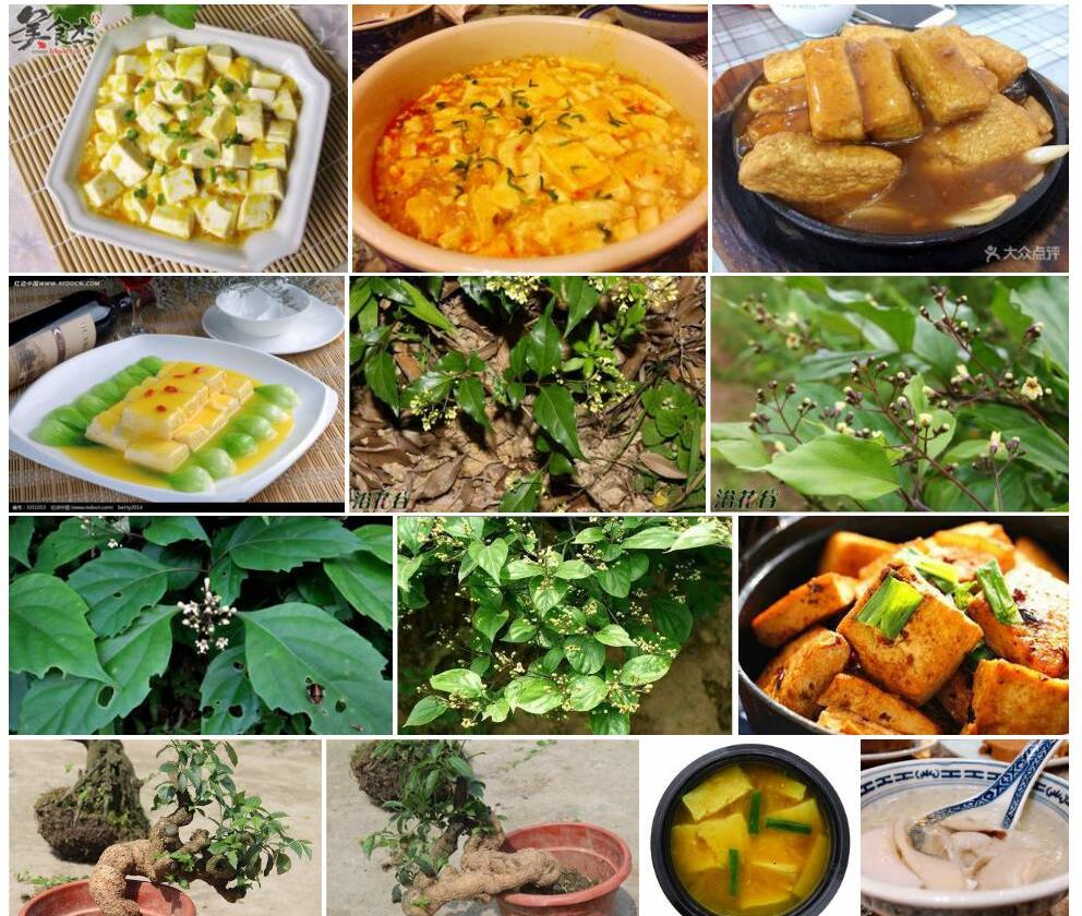 淡黄豆腐柴照片和图片/