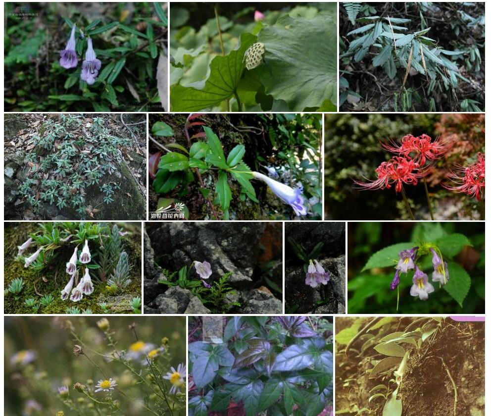 深紫吊石苣苔照片和图片/
