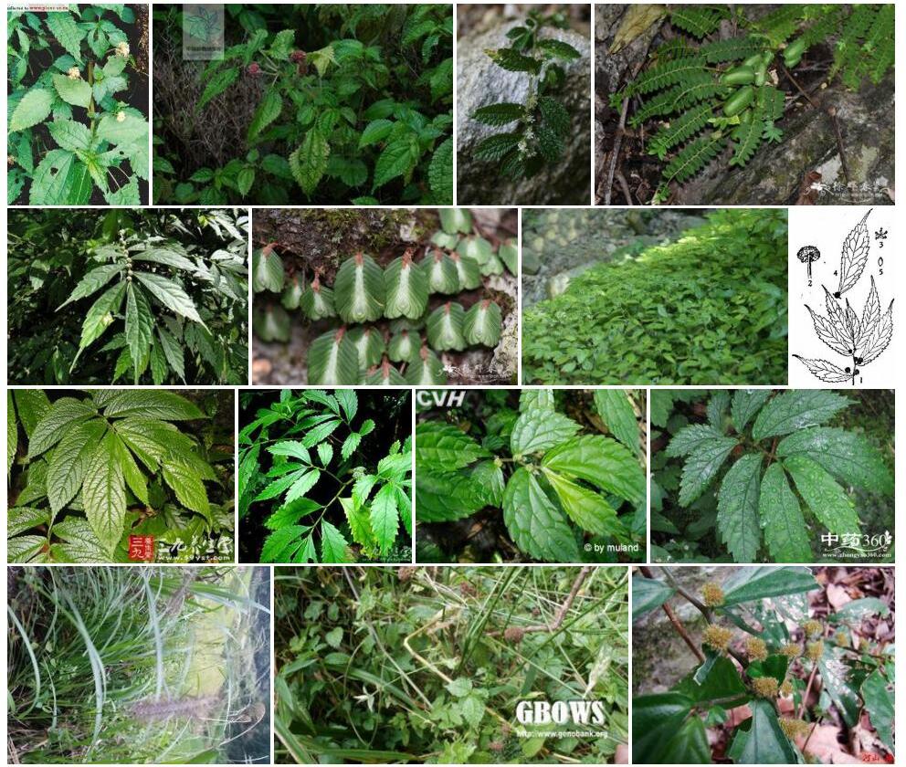 深紫楼梯草照片和图片/