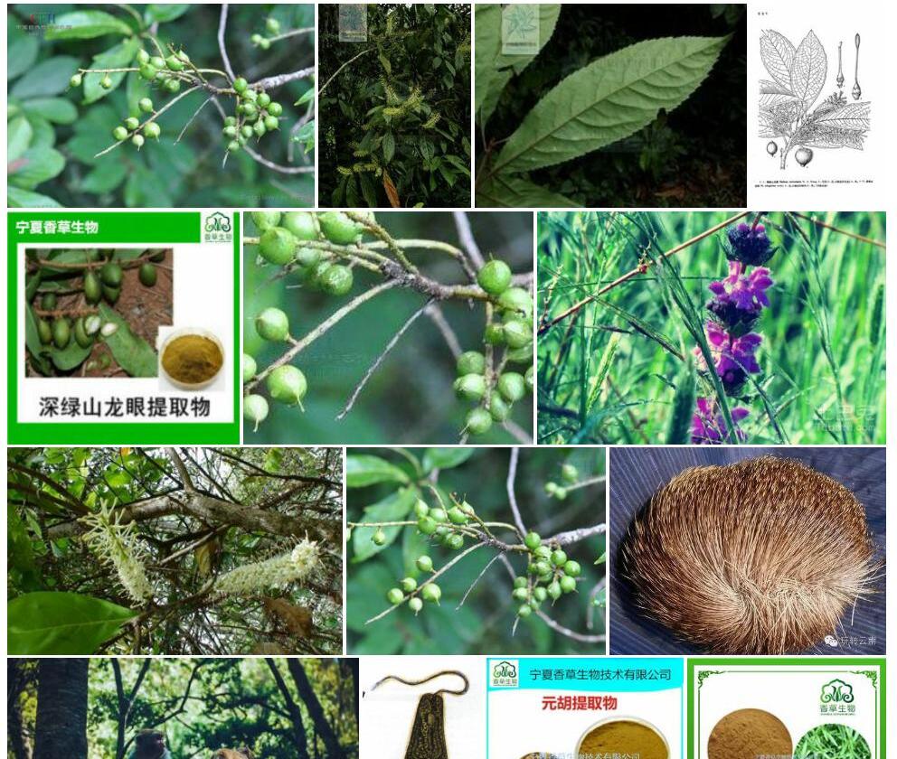 深绿山龙眼照片和图片/