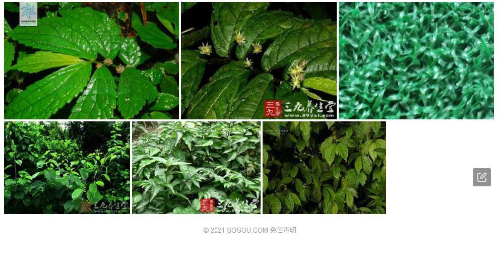 深绿楼梯草照片和图片/