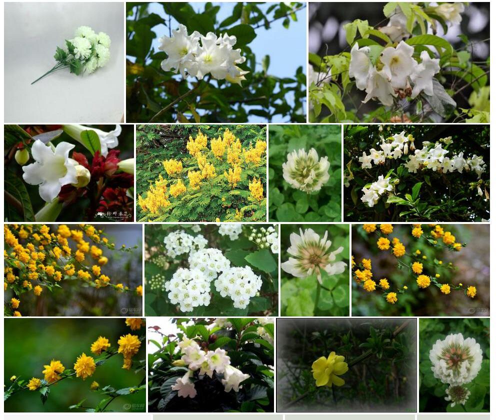 清明花照片和图片/