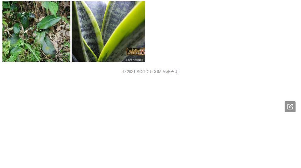 清远耳草照片和图片/
