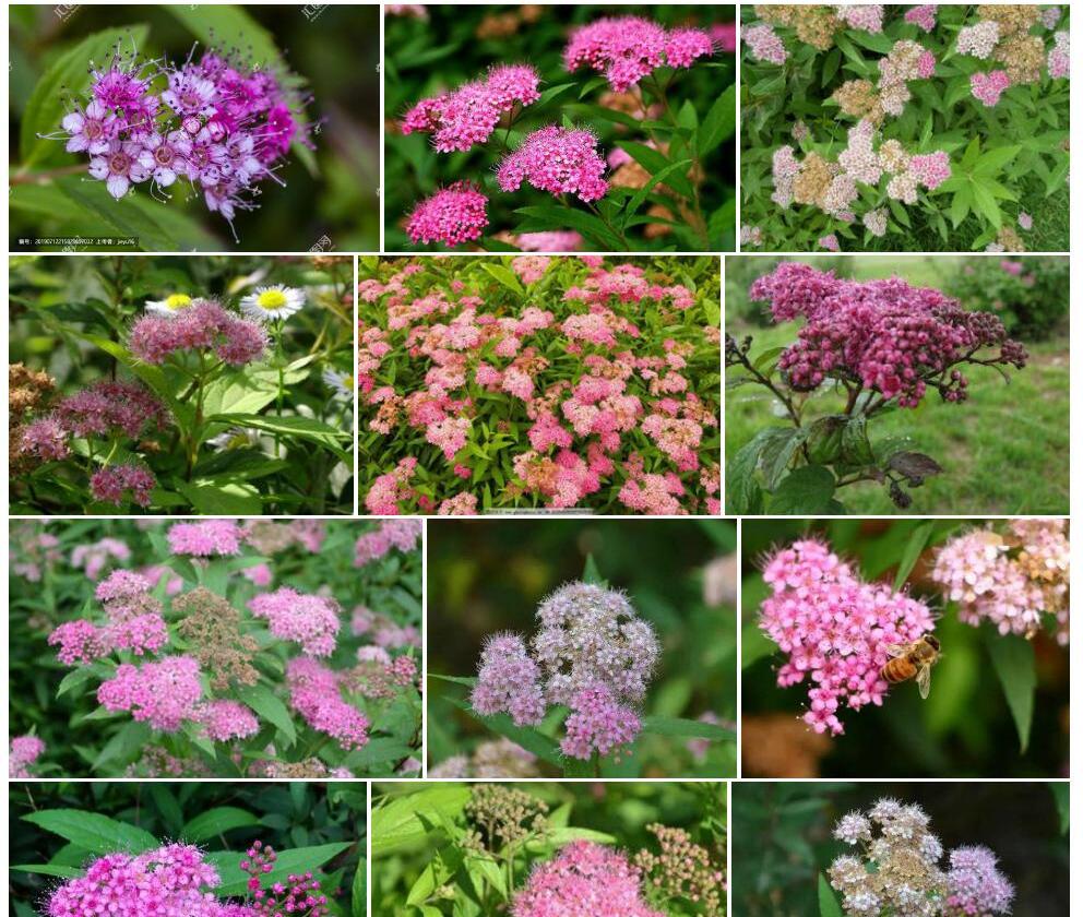 渐尖叶粉花绣线菊照片和图片/
