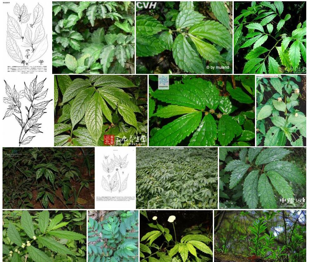 渐狭楼梯草照片和图片/