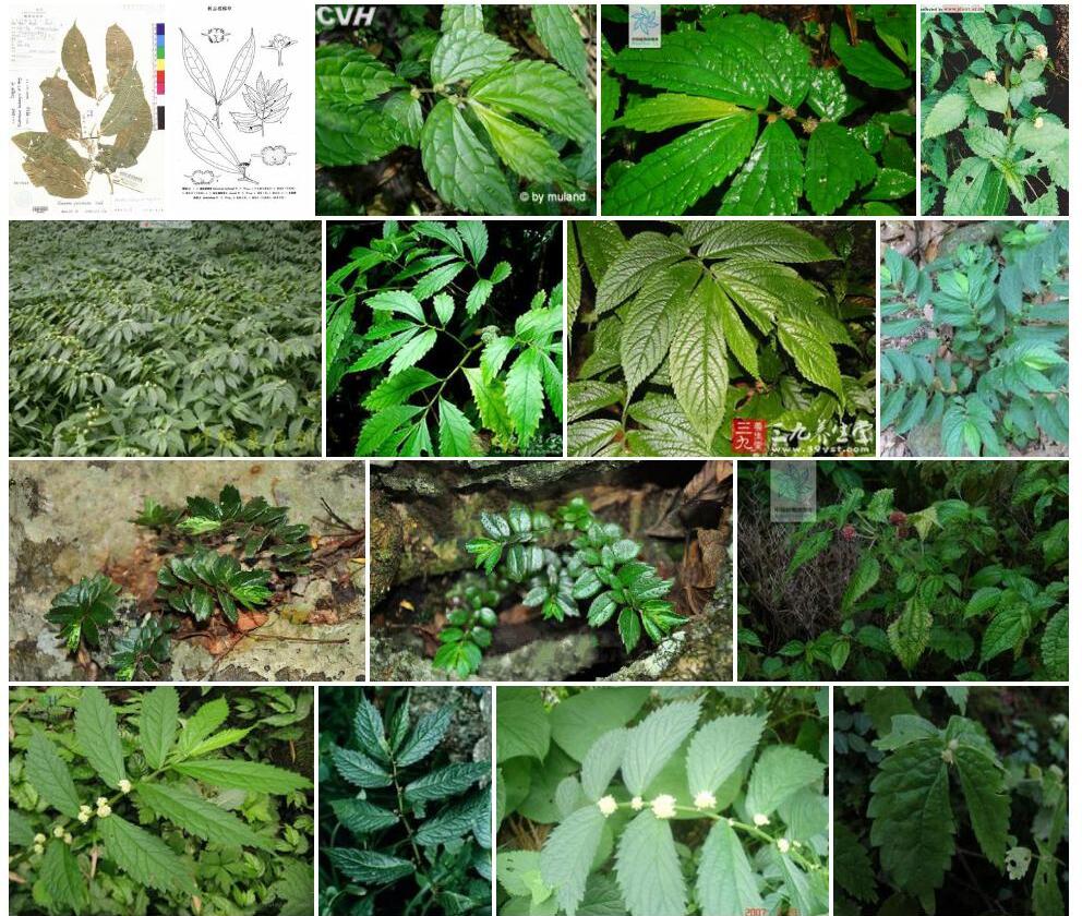 渤生楼梯草照片和图片/