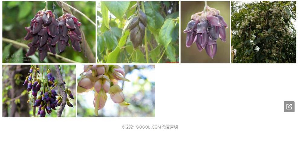 港油麻藤照片和图片/