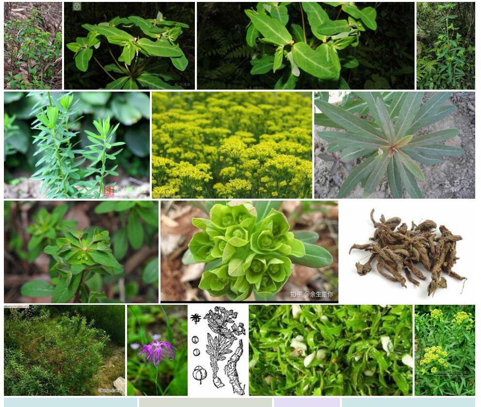 湖北大戟照片和图片/