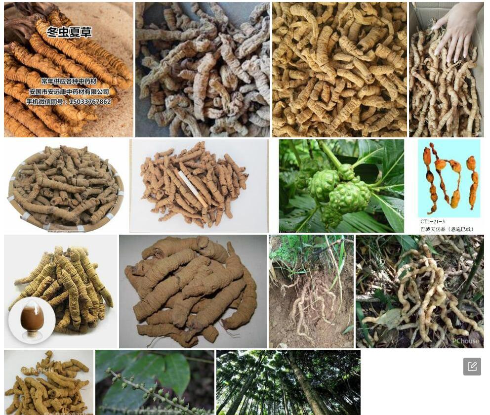 湖北巴戟照片和图片/