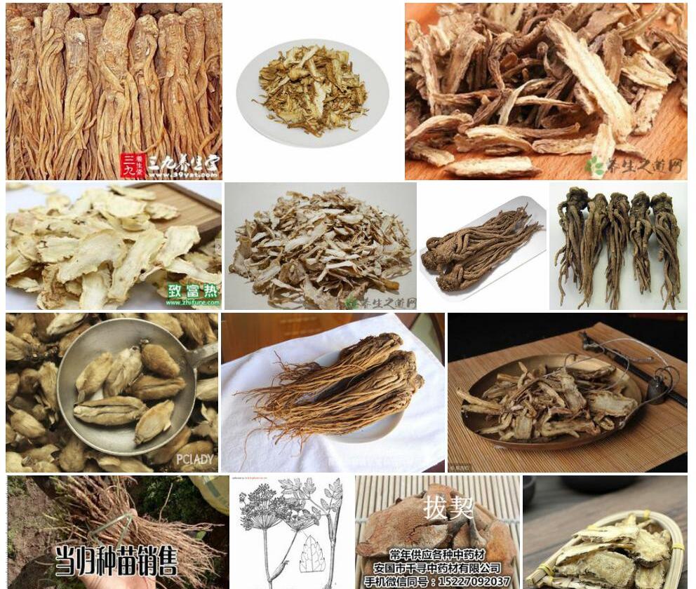 湖北当归照片和图片/