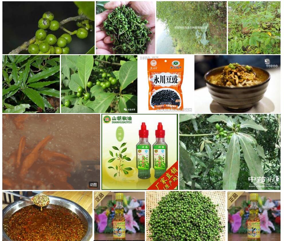 湖南木姜子照片和图片/