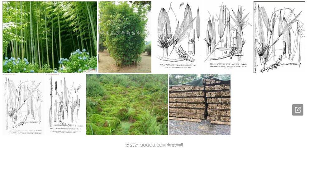 湖南玉山竹照片和图片/