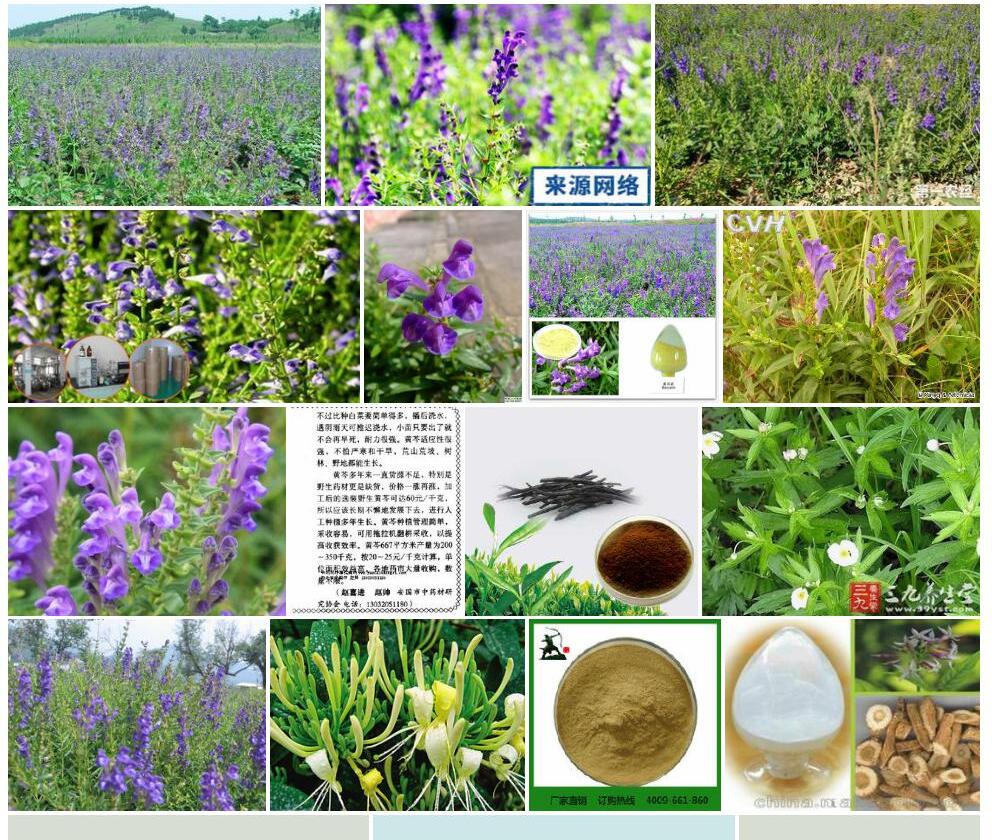 湖南黄芩照片和图片/