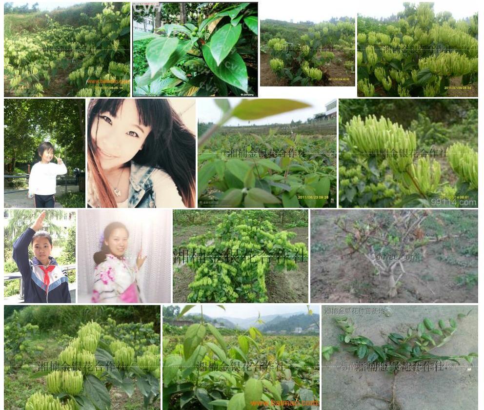湘楠照片和图片/