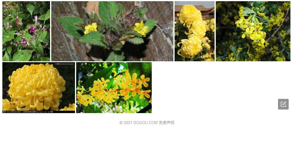 溪畔黄球花照片和图片/