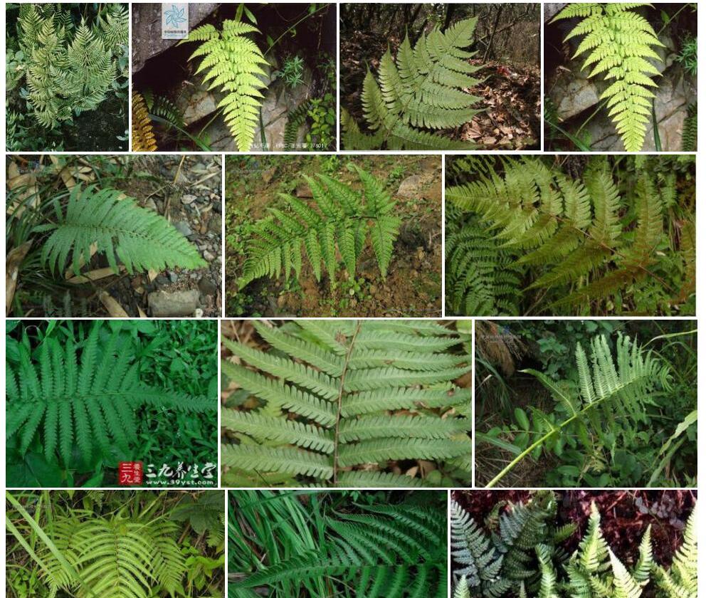 溪边假毛蕨照片和图片/