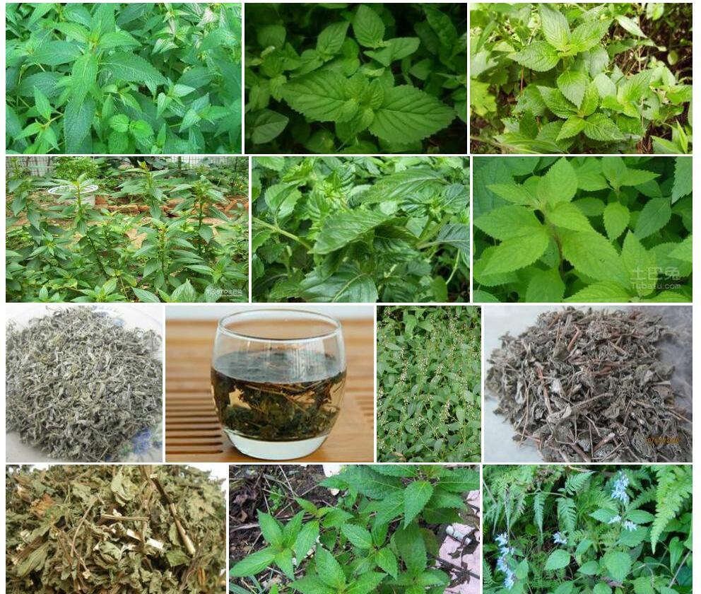 溪黄草照片和图片/