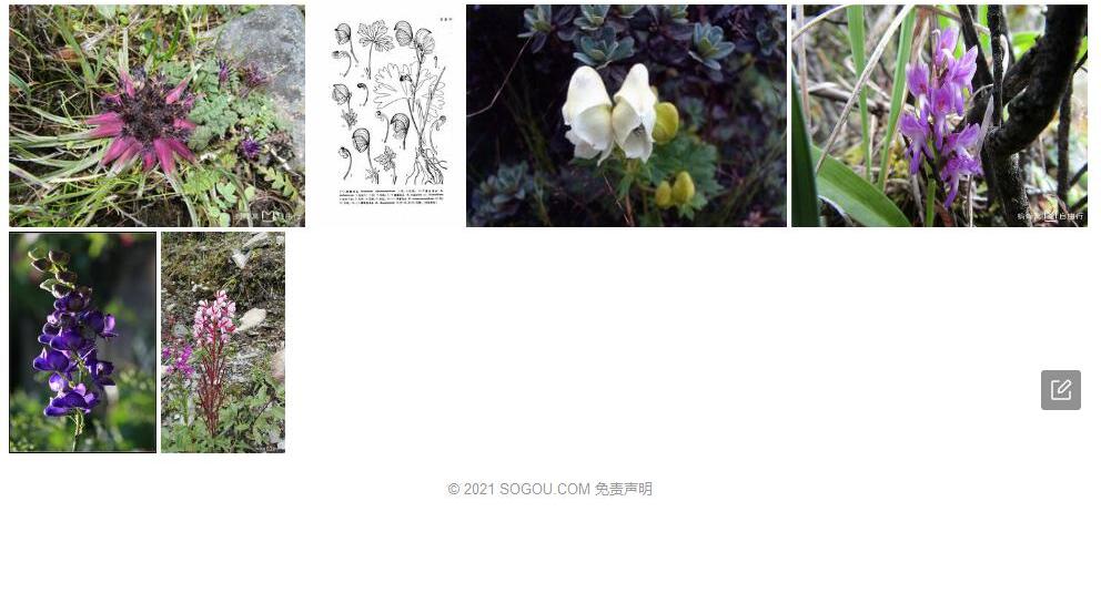 滇北乌头照片和图片/