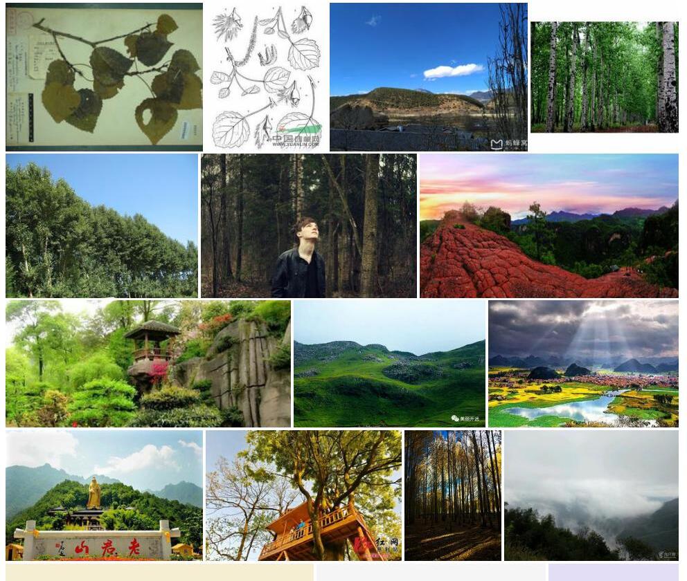 滇南山杨照片和图片/
