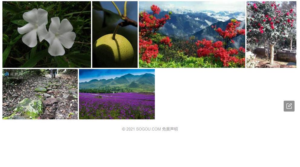 滇南山牵牛照片和图片/