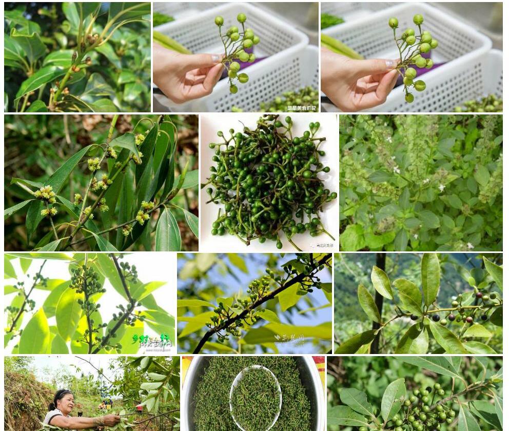 滇南木姜子照片和图片/