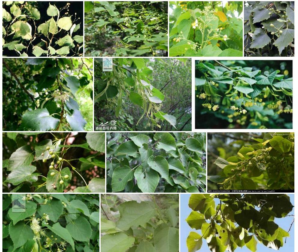滇南椴照片和图片/
