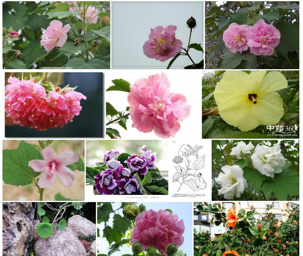 滇南芙蓉照片和图片/