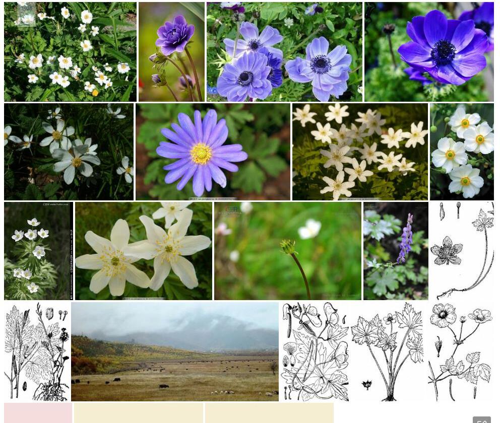 滇川银莲花照片和图片/