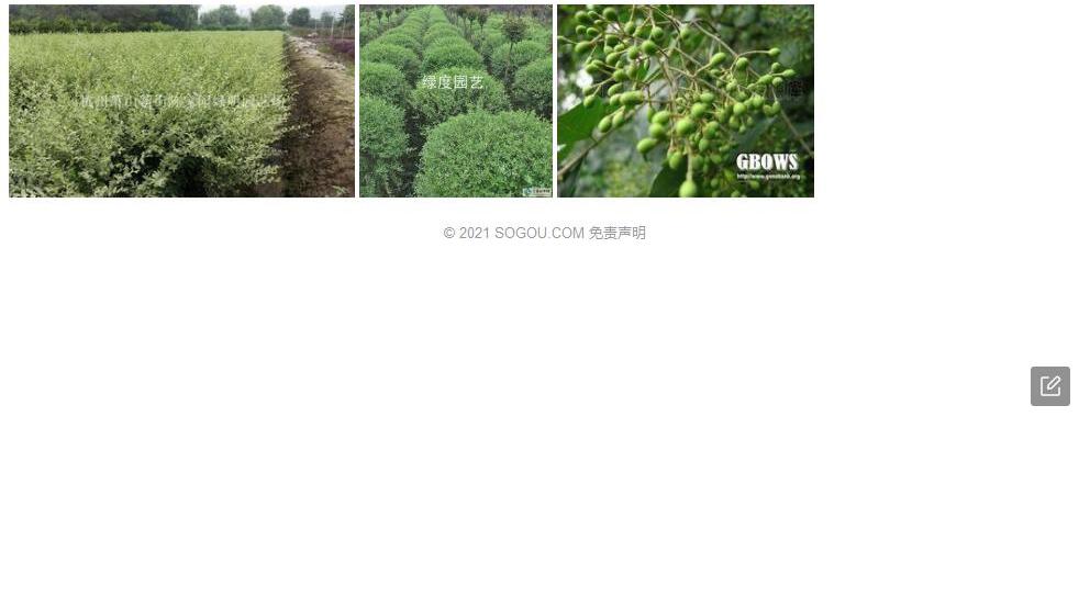 滇桂小蜡照片和图片/