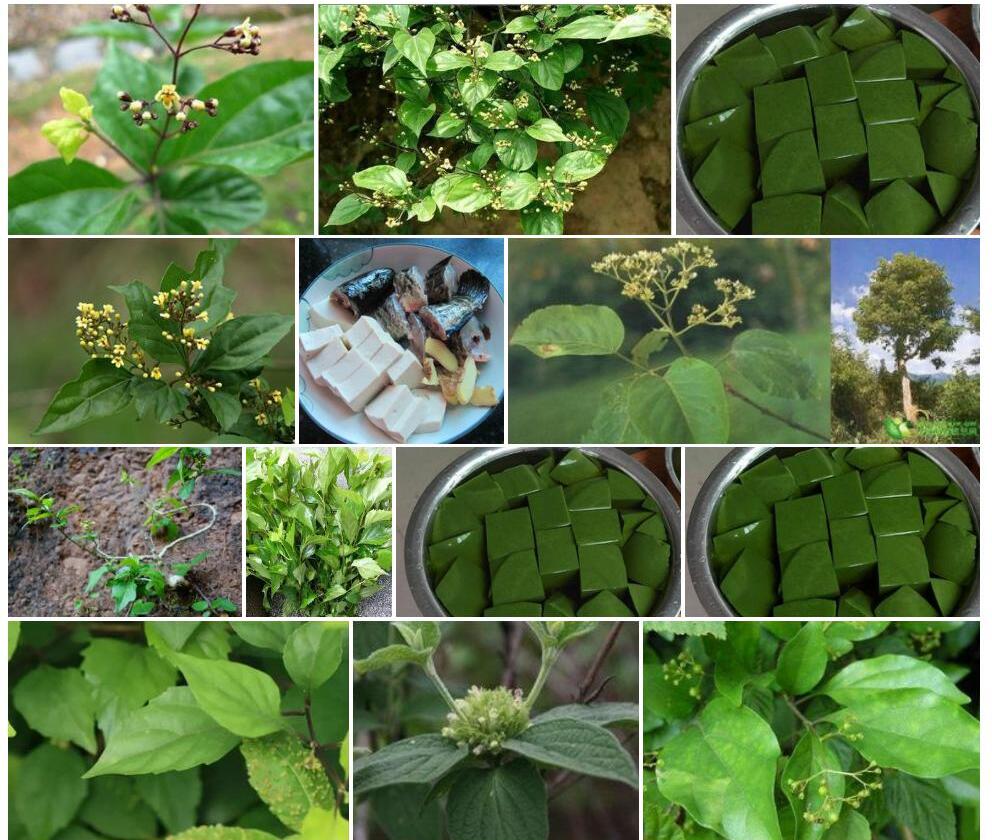 滇桂豆腐柴照片和图片/