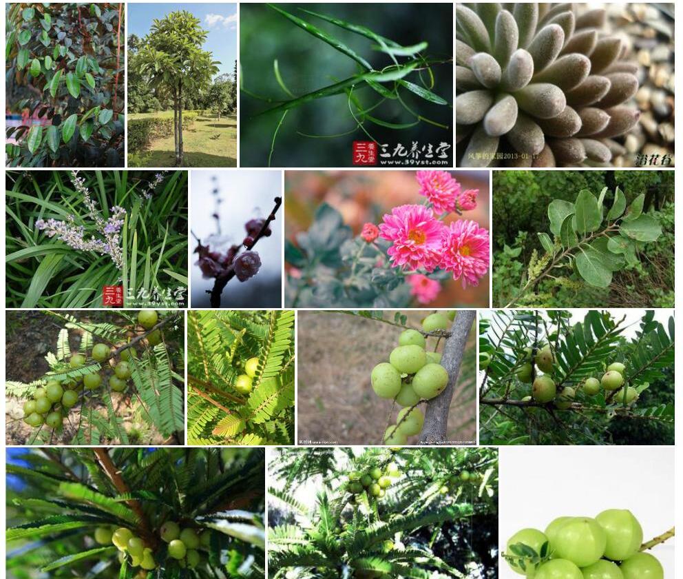 滇榄照片和图片/