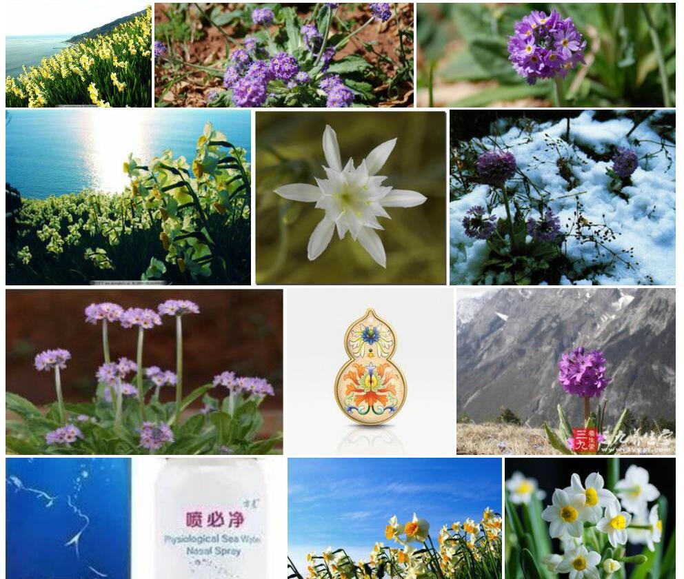 滇海水仙花照片和图片/