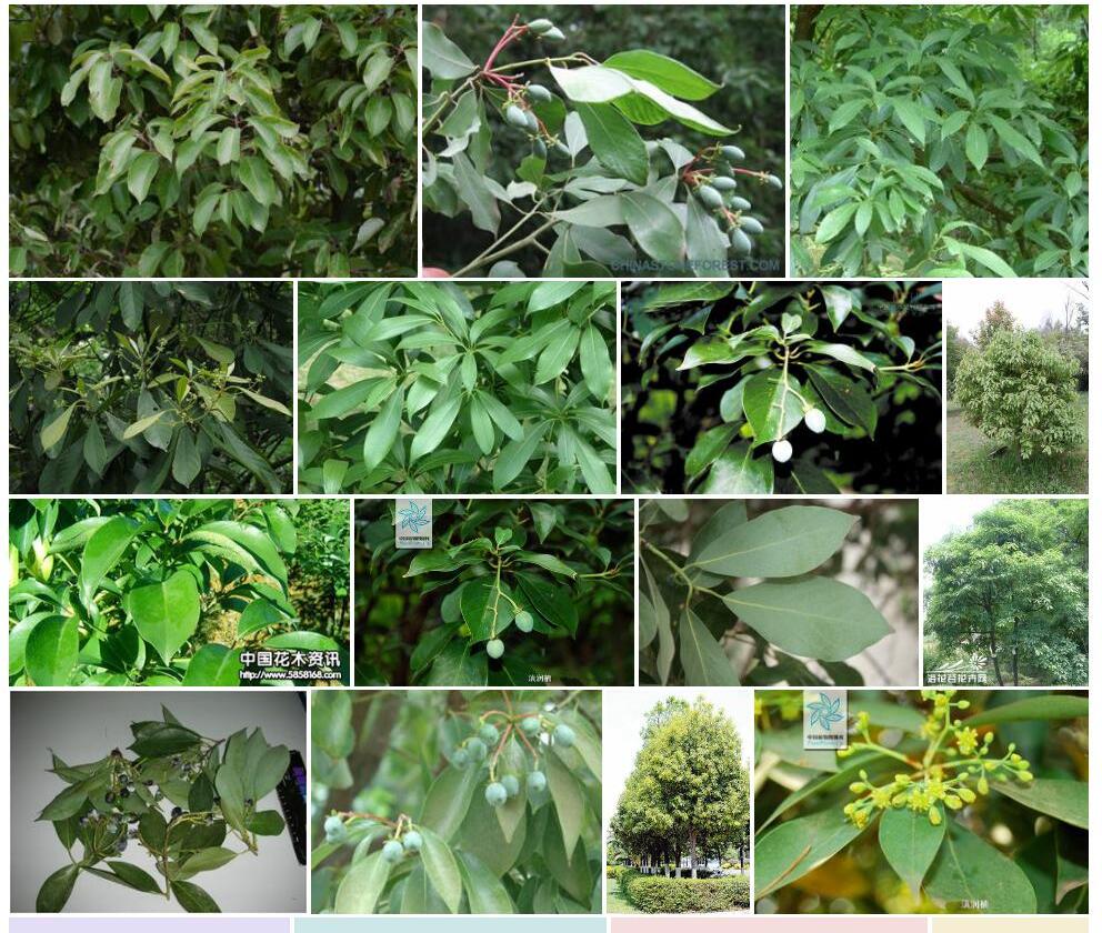 滇润楠照片和图片/