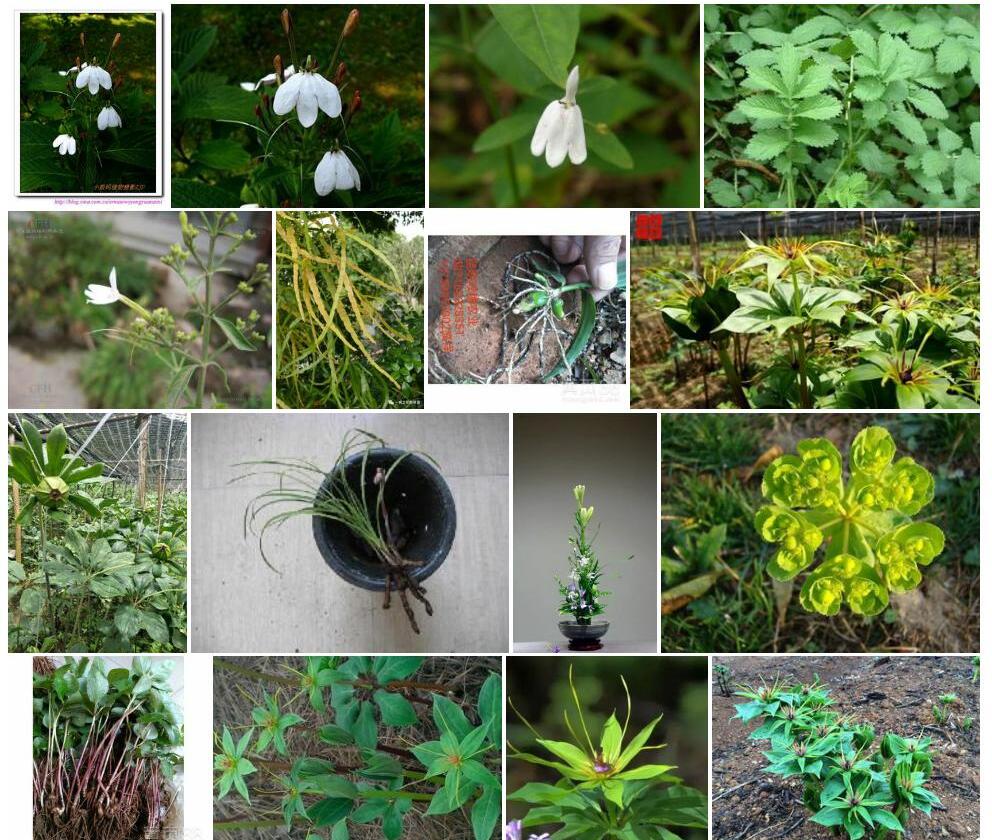 滇灵枝草照片和图片/