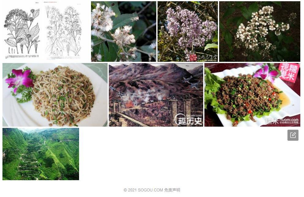 滇缅斑鸠菊照片和图片/