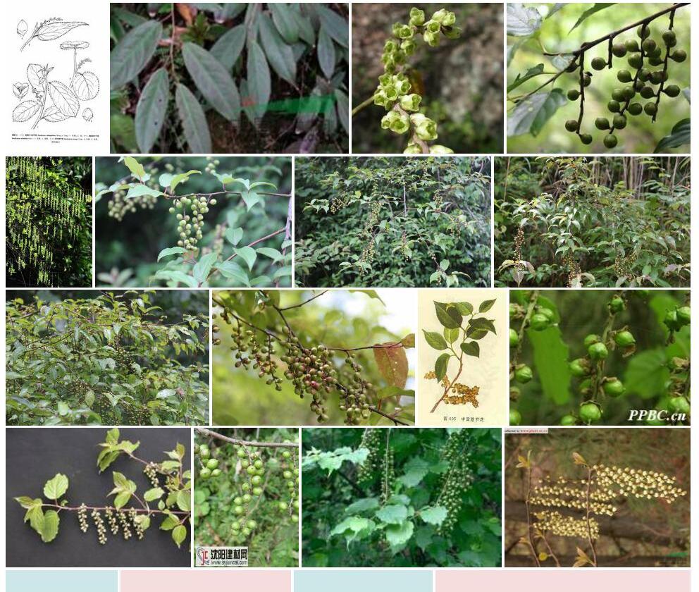 滇缅旌节花照片和图片/