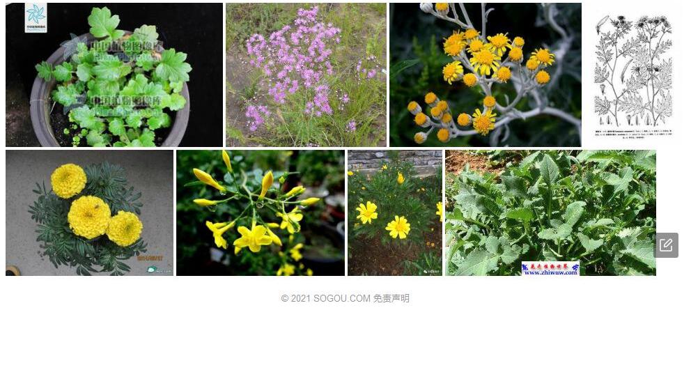 滇羽叶菊照片和图片/
