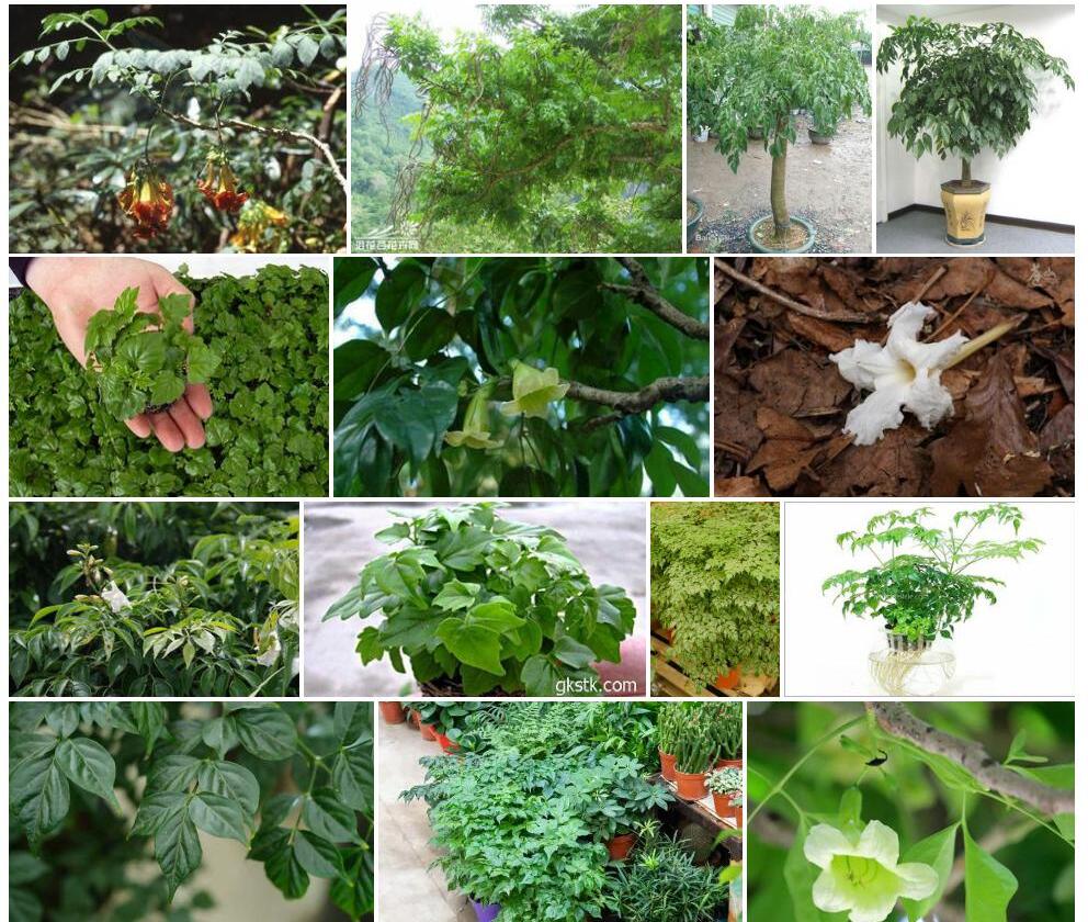 滇菜豆树照片和图片/