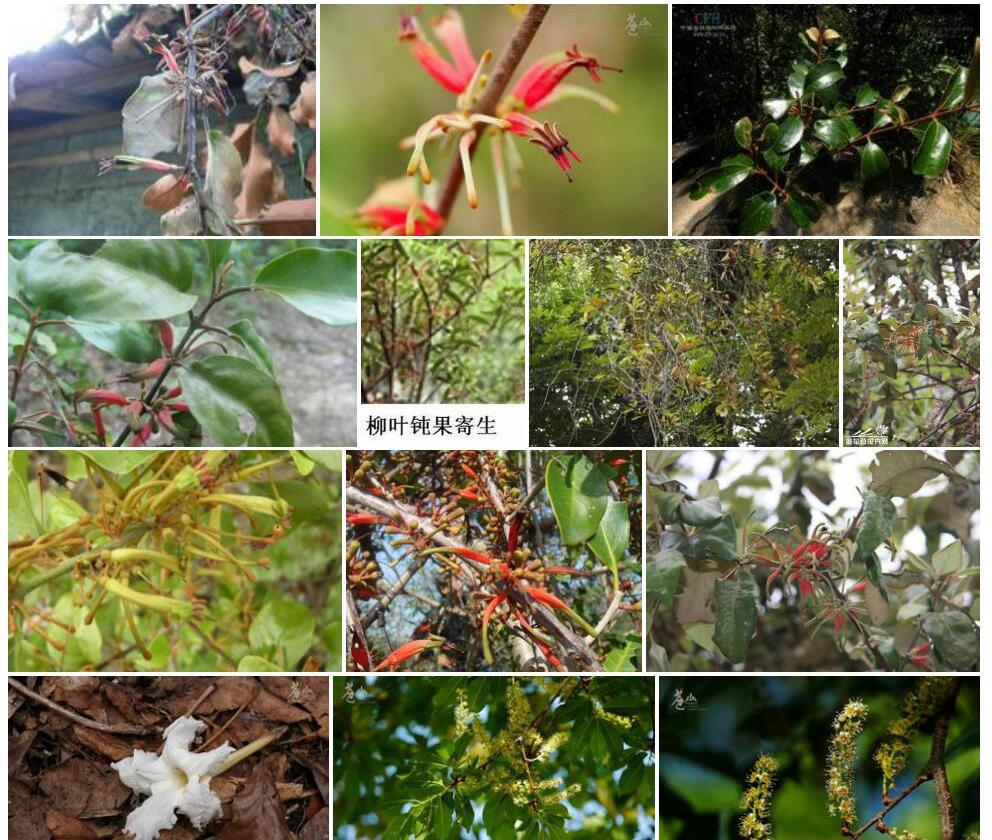 滇藏钝果寄生照片和图片/