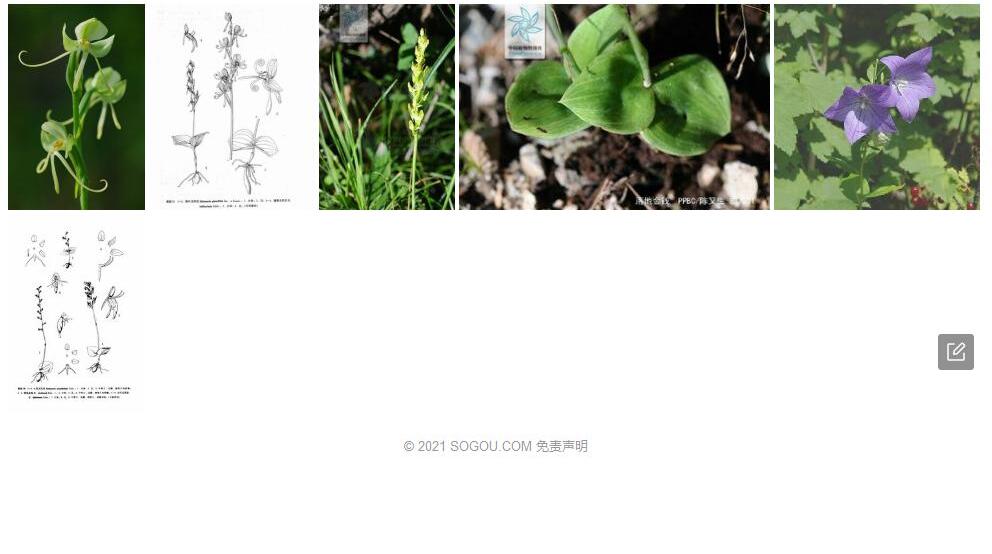 滇蜀玉凤花照片和图片/