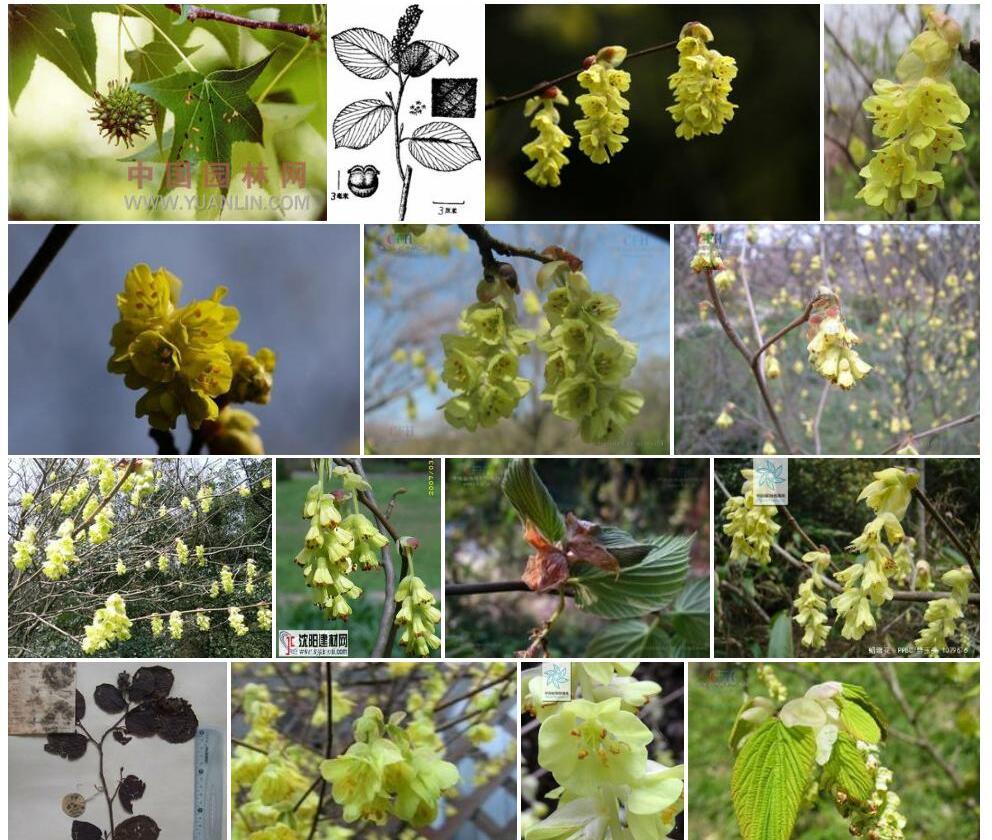 滇蜡瓣花照片和图片/