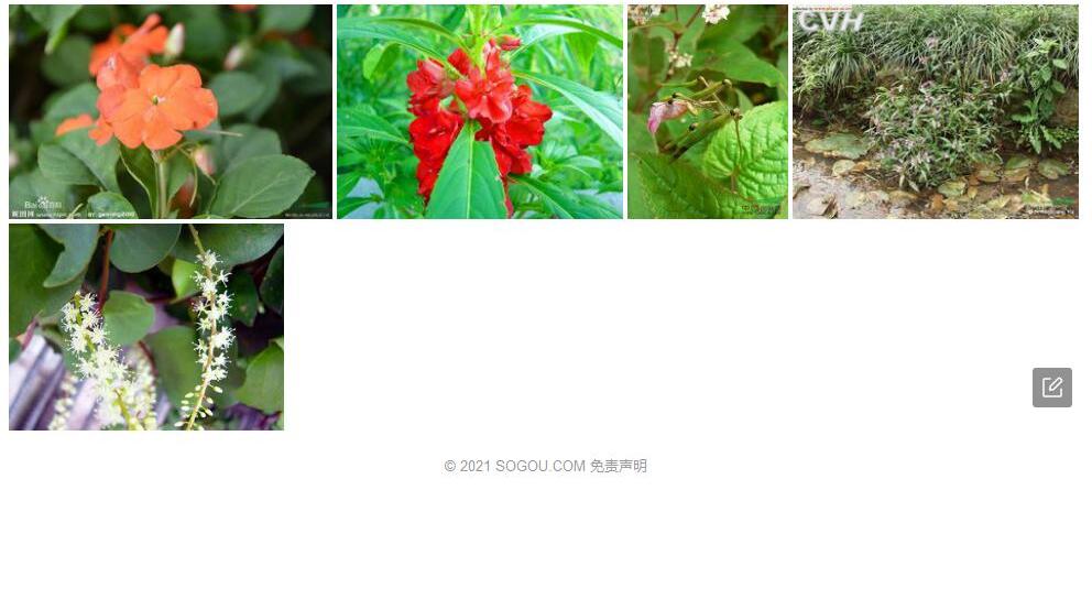 滇西北凤仙花照片和图片/