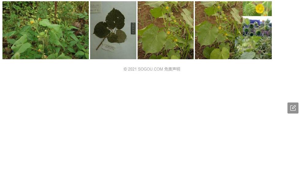滇西苘麻照片和图片/