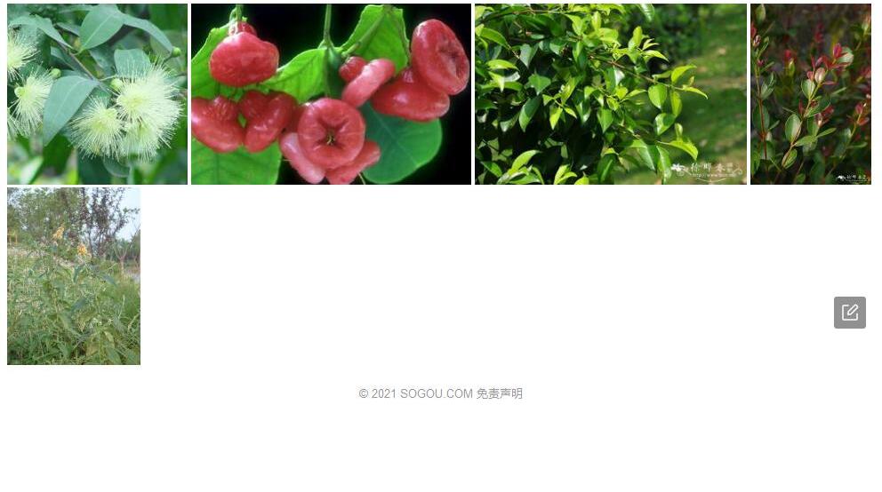 滇西蒲桃照片和图片/