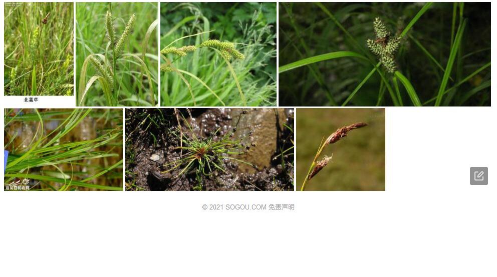 滇西薹草照片和图片/