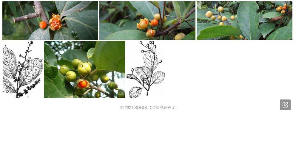 滇边南蛇藤照片和图片/