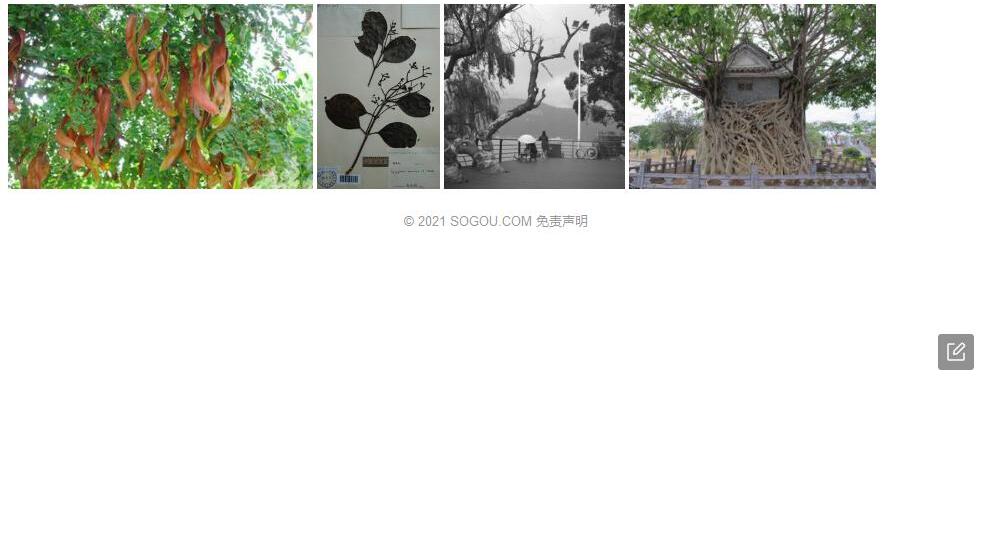 滇边蒲桃照片和图片/